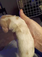 Cream Piebald, a male Miniature Dachshund for sale in Lynchburg, VA – 2 of 2