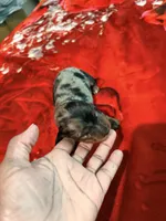 Black Tan Dapple, a female Miniature Dachshund for sale in Lynchburg, VA – 4 of 8