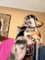 Dapple Girl, a female Miniature Dachshund for sale in Lynchburg, VA – 7 of 10