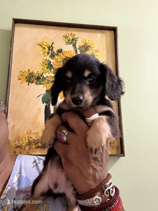 Sweet Boy Too, a male Miniature Dachshund for sale in Lynchburg, VA – Photo 1 of 10