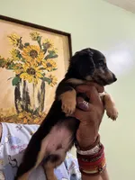 Sweet Boy Too, a male Miniature Dachshund for sale in Lynchburg, VA – Photo 7 of 10