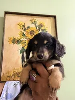 Sweet Boy Too, a male Miniature Dachshund for sale in Lynchburg, VA – Photo 2 of 10