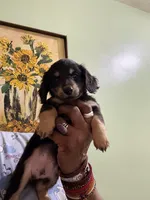 Sweet Boy Too, a male Miniature Dachshund for sale in Lynchburg, VA – Photo 6 of 10