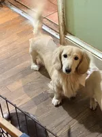 Sweet Boy Too, a male Miniature Dachshund for sale in Lynchburg, VA – Photo 8 of 10