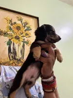 Sweet Boy Too, a male Miniature Dachshund for sale in Lynchburg, VA – Photo 4 of 10