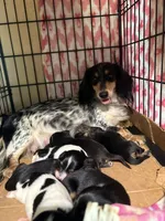 Sweet Boy Too, a male Miniature Dachshund for sale in Lynchburg, VA – Photo 10 of 10