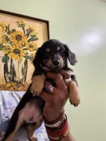 Sweet Boy Too, a male Miniature Dachshund for sale in Lynchburg, VA – Photo 5 of 10