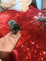 Silver Cutie, a female Miniature Dachshund for sale in Lynchburg, VA – 3 of 9