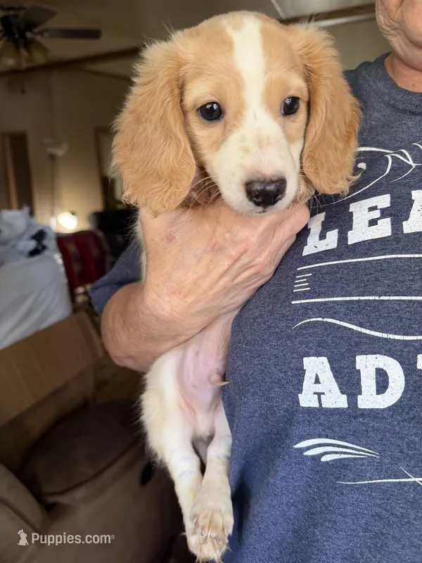 Diluted red piebald  – Miniature Dachshund puppy for sale in Lynchburg, VA
