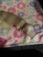 Cream Christmas Boy, a male Miniature Dachshund for sale in Lynchburg, VA – 4 of 5