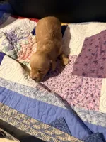 Diluted Red Girl, a female Miniature Dachshund for sale in Lynchburg, VA – Photo 7 of 8