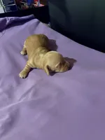 Golden Girl, a female Miniature Dachshund for sale in Lynchburg, VA – Photo 3 of 8