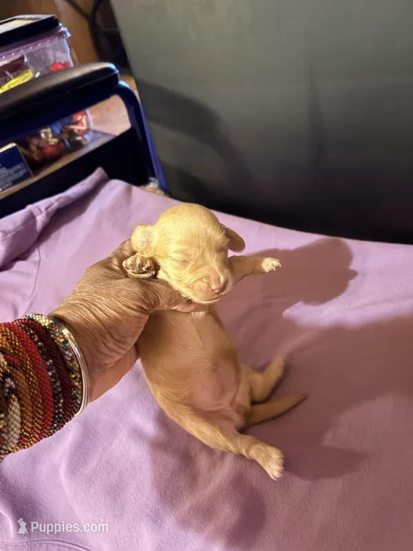 Golden Girl – Miniature Dachshund puppy for sale in Lynchburg, VA