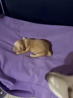 Golden Girl, a female Miniature Dachshund for sale in Lynchburg, VA – Photo 5 of 8