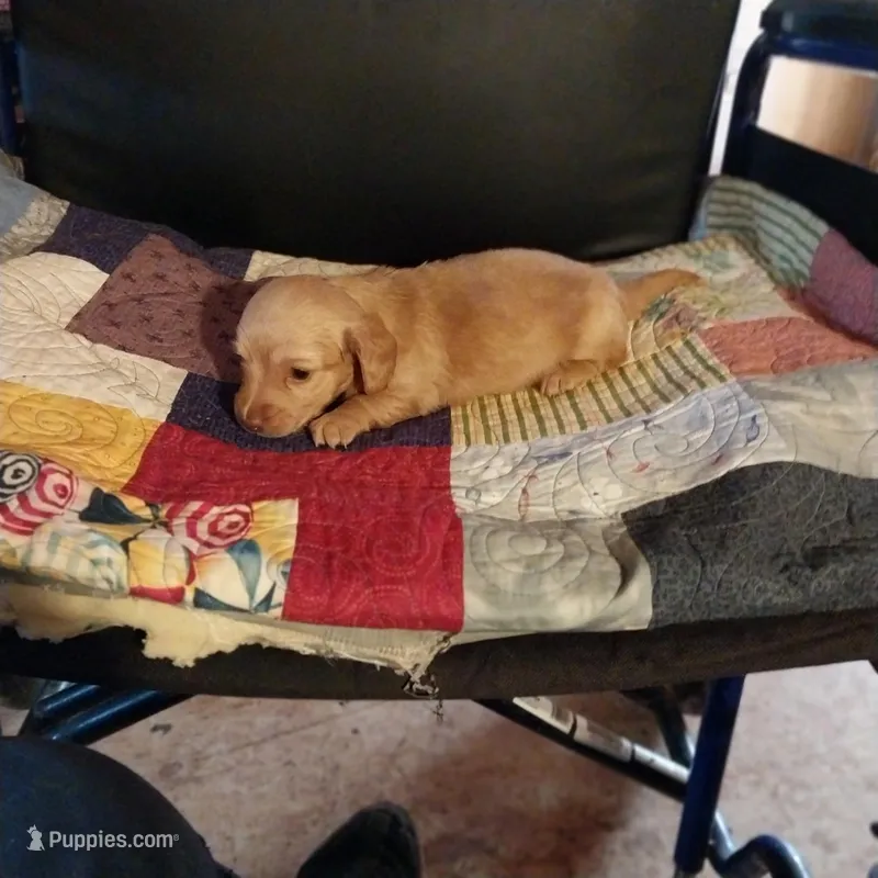 Diluted Red Girl – Miniature Dachshund puppy for sale in Lynchburg, VA