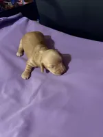 Golden Girl, a female Miniature Dachshund for sale in Lynchburg, VA – Photo 2 of 8