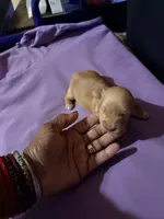 Golden Girl, a female Miniature Dachshund for sale in Lynchburg, VA – Photo 4 of 8