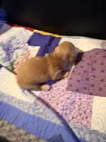 Diluted Red Girl, a female Miniature Dachshund for sale in Lynchburg, VA – Photo 4 of 8