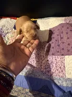 Diluted Red Girl, a female Miniature Dachshund for sale in Lynchburg, VA – Photo 3 of 8