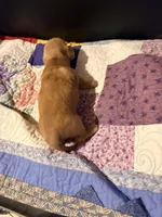 Diluted Red Girl, a female Miniature Dachshund for sale in Lynchburg, VA – Photo 8 of 8