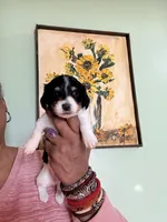 Spotted One, a female Miniature Dachshund for sale in Lynchburg, VA – Photo 7 of 8