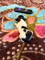 Spotted One, a female Miniature Dachshund for sale in Lynchburg, VA – Photo 2 of 8