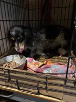 Spotted One, a female Miniature Dachshund for sale in Lynchburg, VA – Photo 4 of 8