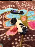 Spotted One, a female Miniature Dachshund for sale in Lynchburg, VA – Photo 5 of 8