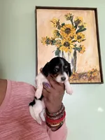 Spotted One, a female Miniature Dachshund for sale in Lynchburg, VA – Photo 6 of 8