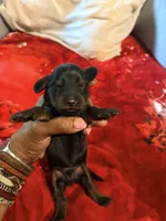 Black and Tan, a male Miniature Dachshund for sale in Lynchburg, VA – 6 of 8