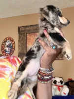 Silver and Cream Dapple, a female Miniature Dachshund for sale in Lynchburg, VA – 6 of 8