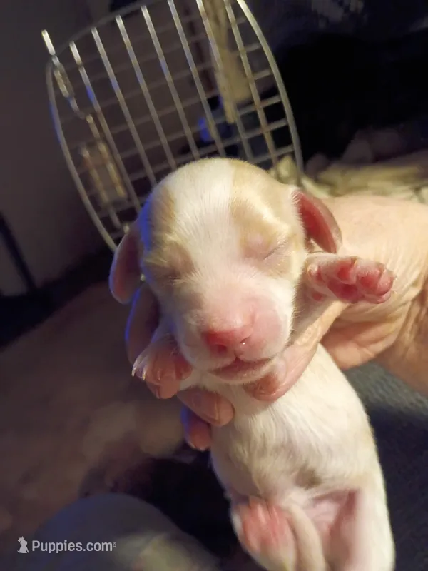 Cream Piebald – Miniature Dachshund puppy for sale in Lynchburg, VA