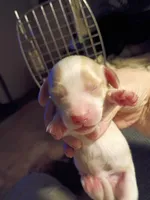 Cream Piebald, a male Miniature Dachshund for sale in Lynchburg, VA – 1 of 2