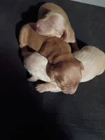 Red Cream Christmas Boy, a male Miniature Dachshund for sale in Lynchburg, VA – 4 of 5