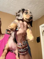 Dapple Girl, a female Miniature Dachshund for sale in Lynchburg, VA – 4 of 10