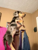 Dapple Girl, a female Miniature Dachshund for sale in Lynchburg, VA – 9 of 10