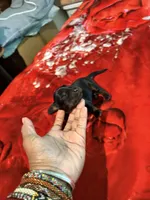 Black and Tan, a male Miniature Dachshund for sale in Lynchburg, VA – 4 of 8