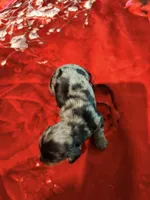 Black Tan Dapple, a female Miniature Dachshund for sale in Lynchburg, VA – 3 of 8