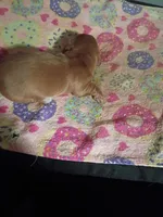 Red Cream Christmas Boy, a male Miniature Dachshund for sale in Lynchburg, VA – 5 of 5