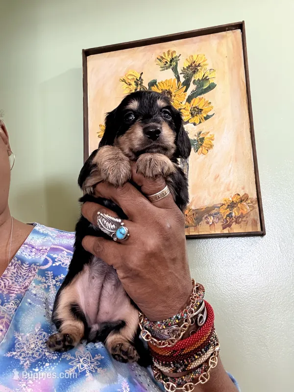 Lovely One – Miniature Dachshund puppy for sale in Lynchburg, VA