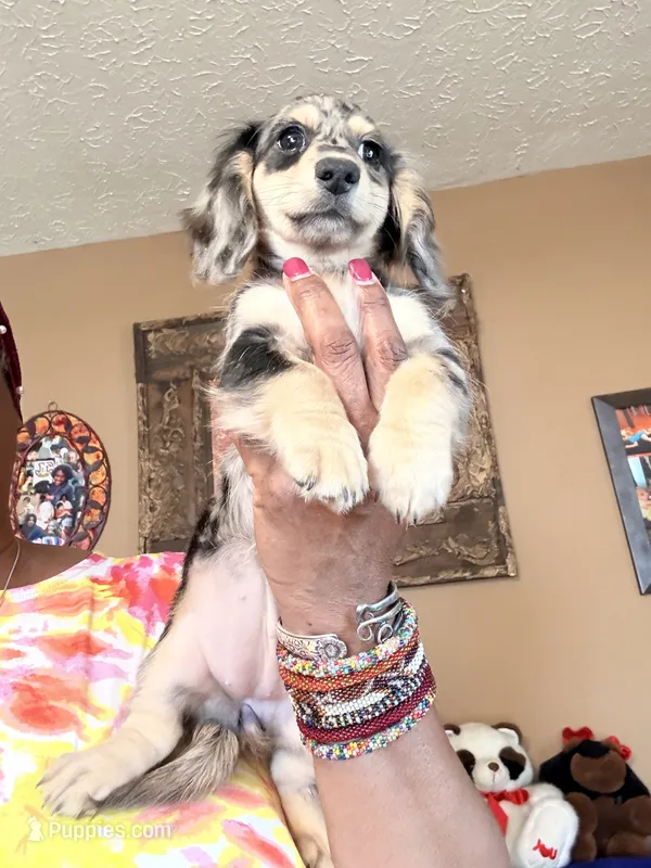 Silver and Cream Dapple – Miniature Dachshund puppy on hold in Lynchburg, VA