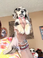 Silver and Cream Dapple, a female Miniature Dachshund for sale in Lynchburg, VA – 1 of 8