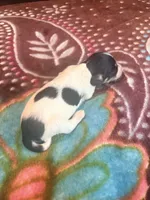 processed/976e221d-64a7-46c4-9184-5294dd67761d/listing/bc780345-44ff-4bf4-9721-3577b7496d6b/deda10d4-6d2d-41d1-8d13-183a123665fd