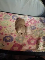 Cream Christmas Boy, a male Miniature Dachshund for sale in Lynchburg, VA – 5 of 5