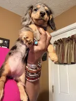 Dapple Girl, a female Miniature Dachshund for sale in Lynchburg, VA – 6 of 10