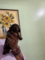 Black and Tan, a male Miniature Dachshund for sale in Lynchburg, VA – 5 of 9