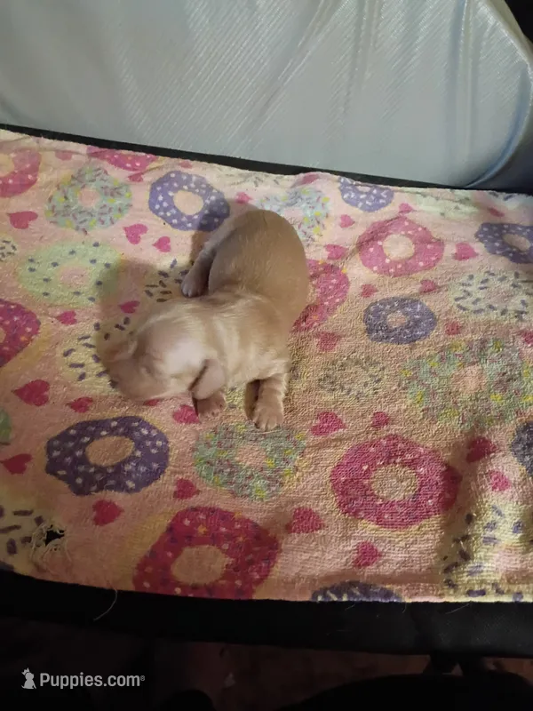 Cream Christmas Boy – Miniature Dachshund puppy for sale in Lynchburg, VA