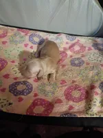 Cream Christmas Boy, a male Miniature Dachshund for sale in Lynchburg, VA – 1 of 5