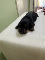 Cute Boy, a male Miniature Dachshund for sale in Lynchburg, VA – Photo 1 of 7