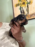 Cute Boy, a male Miniature Dachshund for sale in Lynchburg, VA – Photo 5 of 7